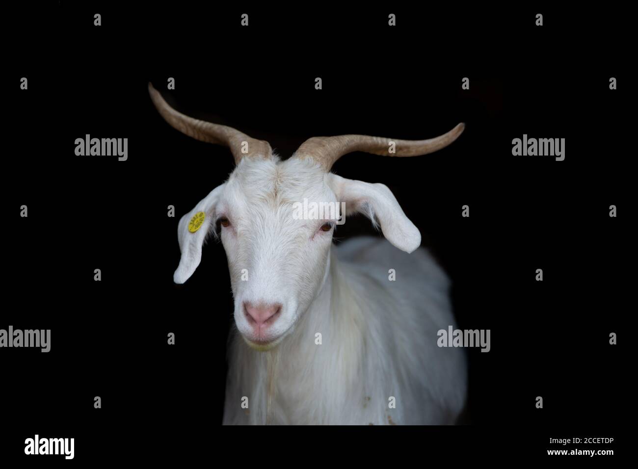 White goat looking straight ahead on black background Stock Photo