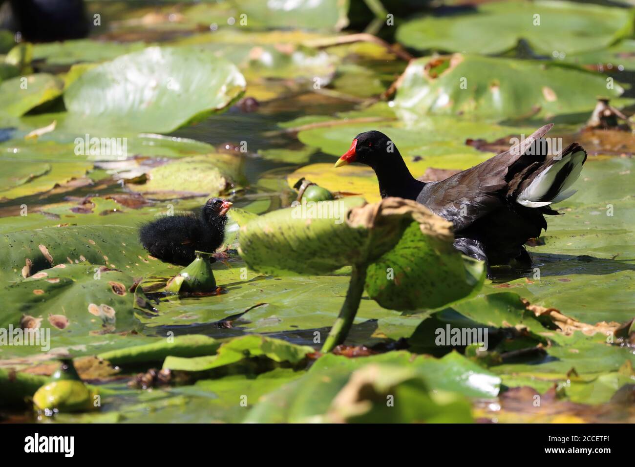 Moorhen with its chicks walking on Lilly pads in a pond, County Durham, England, UK Stock Photo