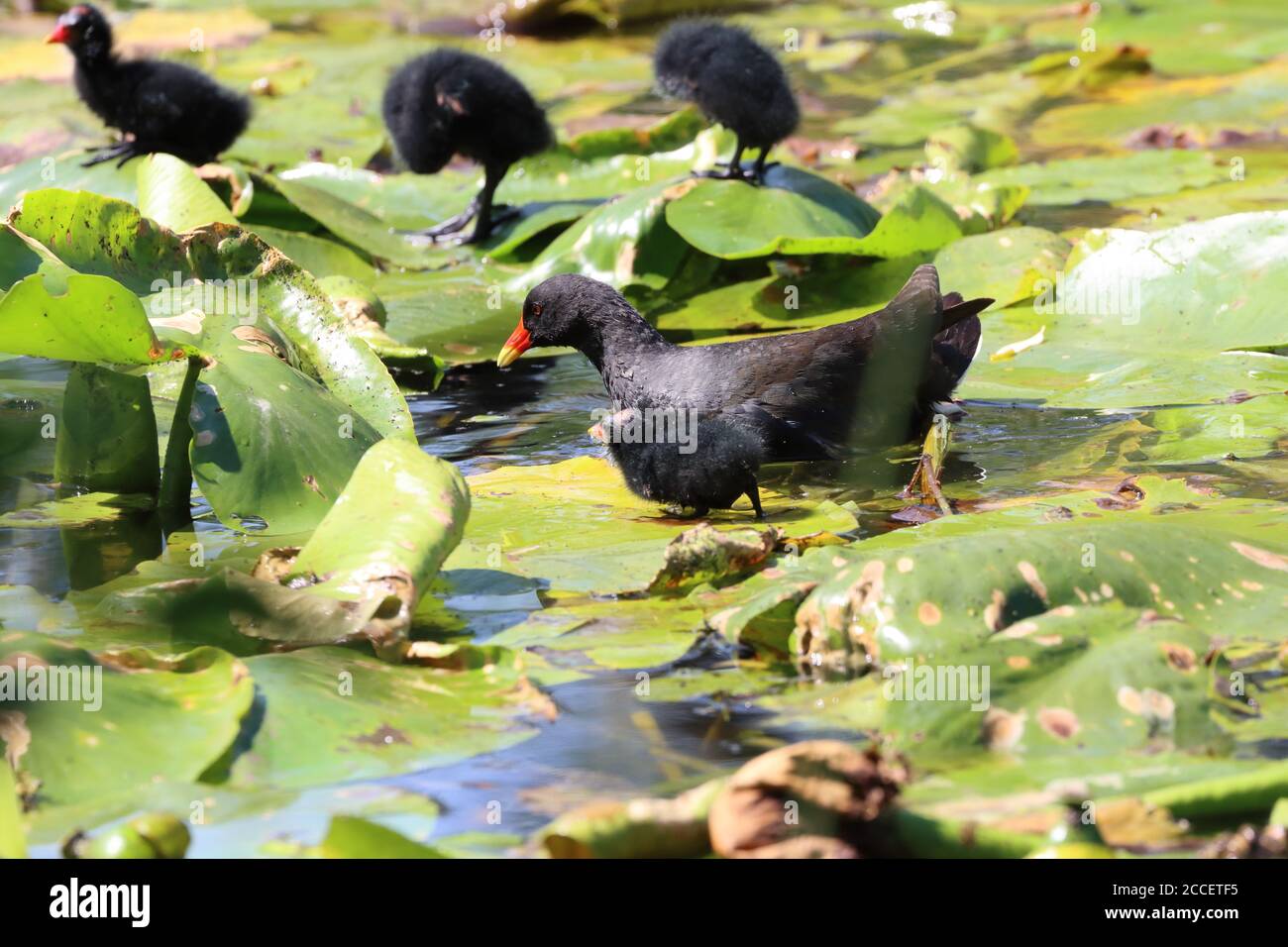 Moorhen with its chicks walking on Lilly pads in a pond, County Durham, England, UK Stock Photo