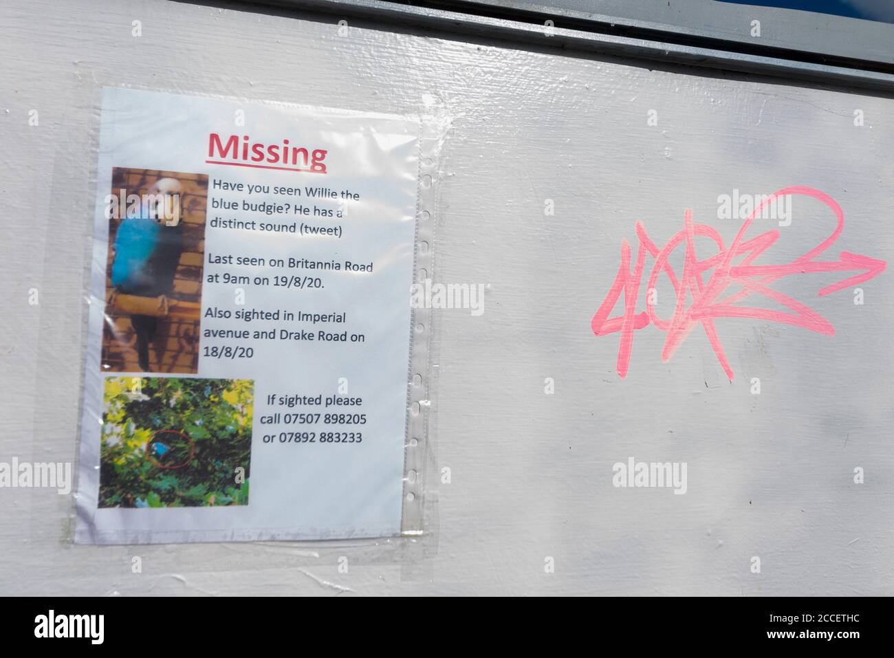 Missing budgie sign in Westcliff on Sea, Essex, UK. Printed private notice taped to sign with graffiti looking for Willie the budgerigar. Pet bird Stock Photo
