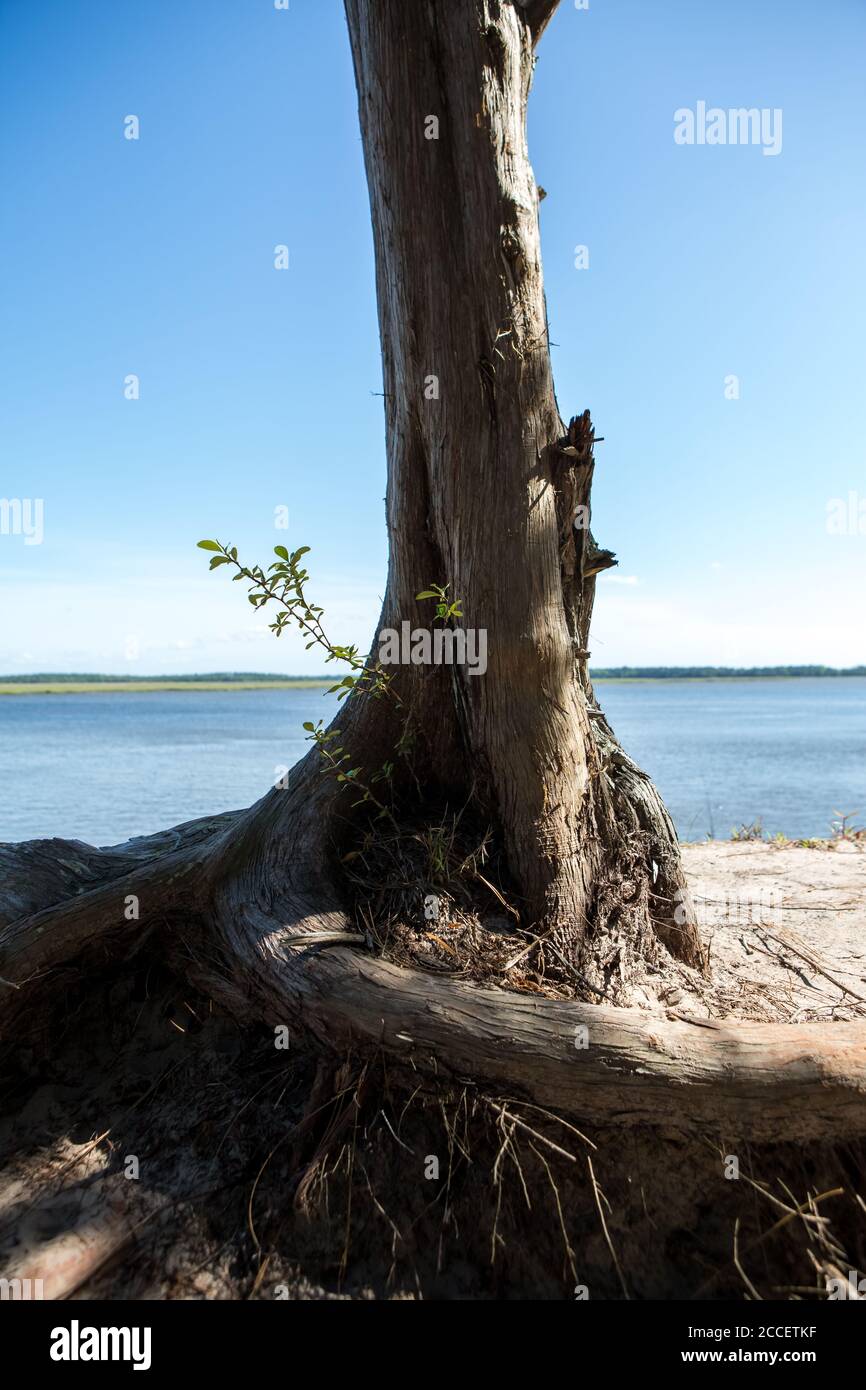 Twisted Tree in Crooked River State Park Georgia Stock Photo