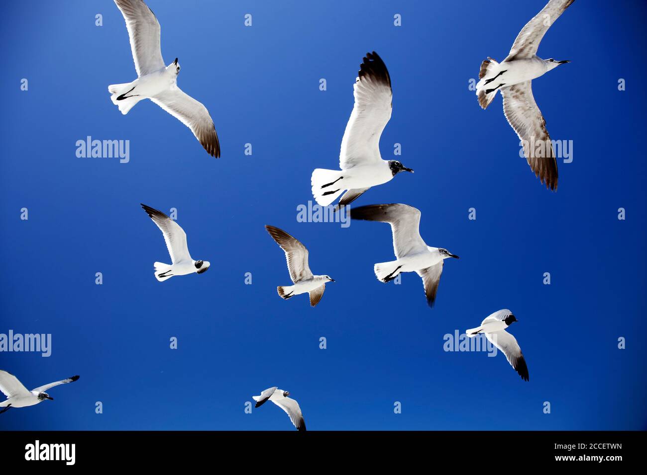 seagulls flys in Holbox island, Quintana Roo, Yucatan peninsula, Mexico Stock Photo