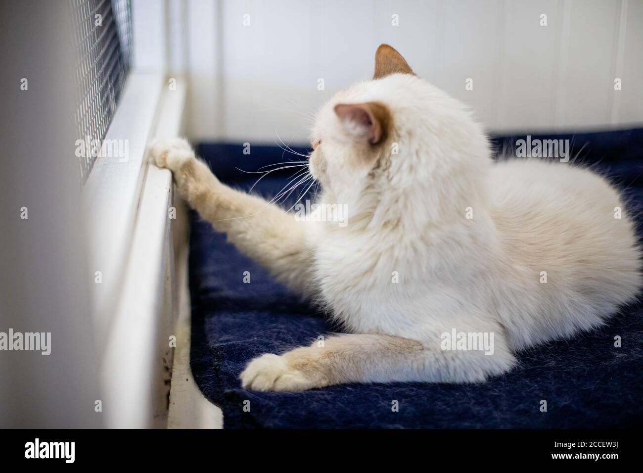 White Cat Reaches Towards a Kennel Window Stock Photo