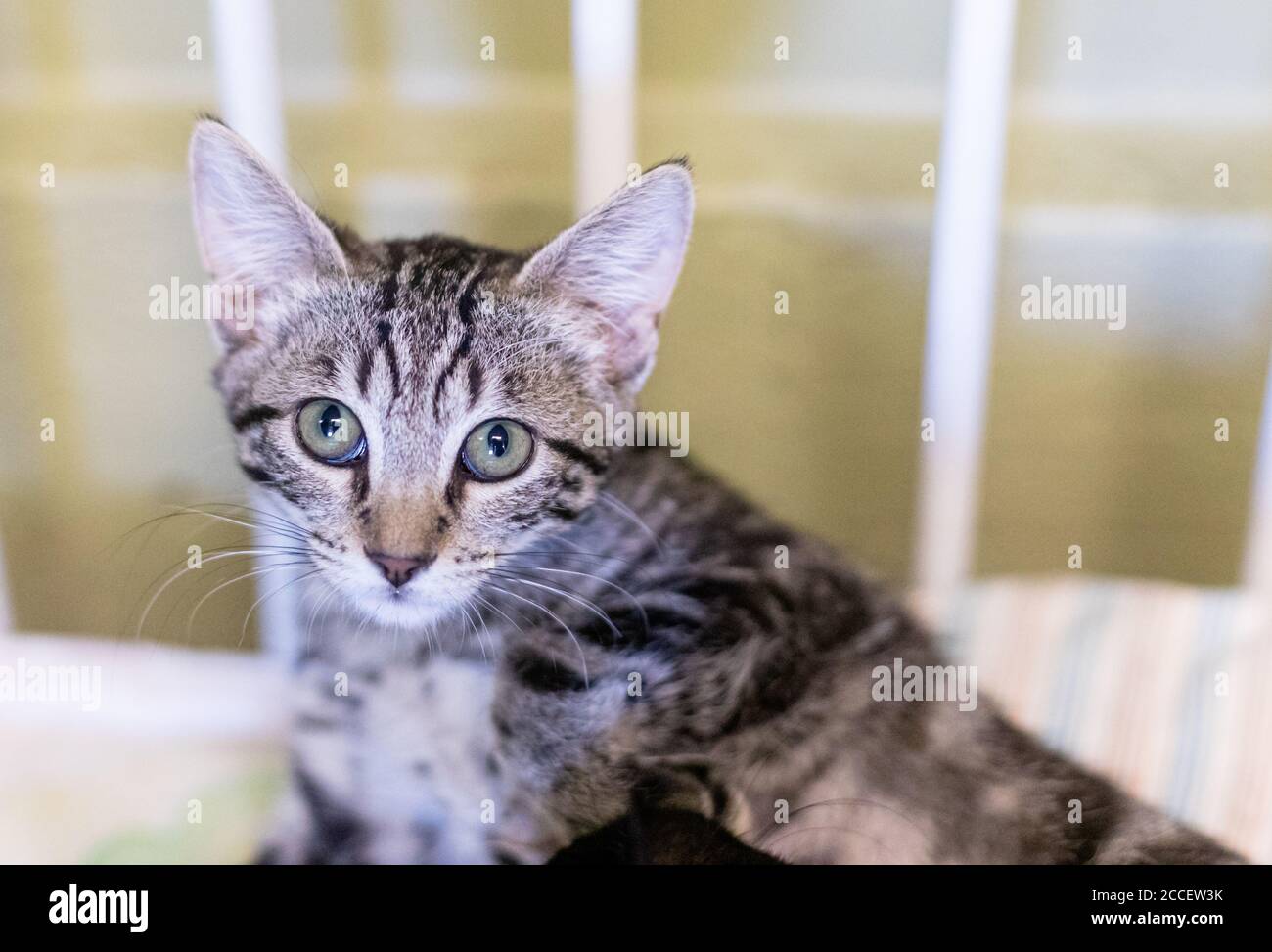 Silver Tabby Kitten Looking with Green Eyes Stock Photo