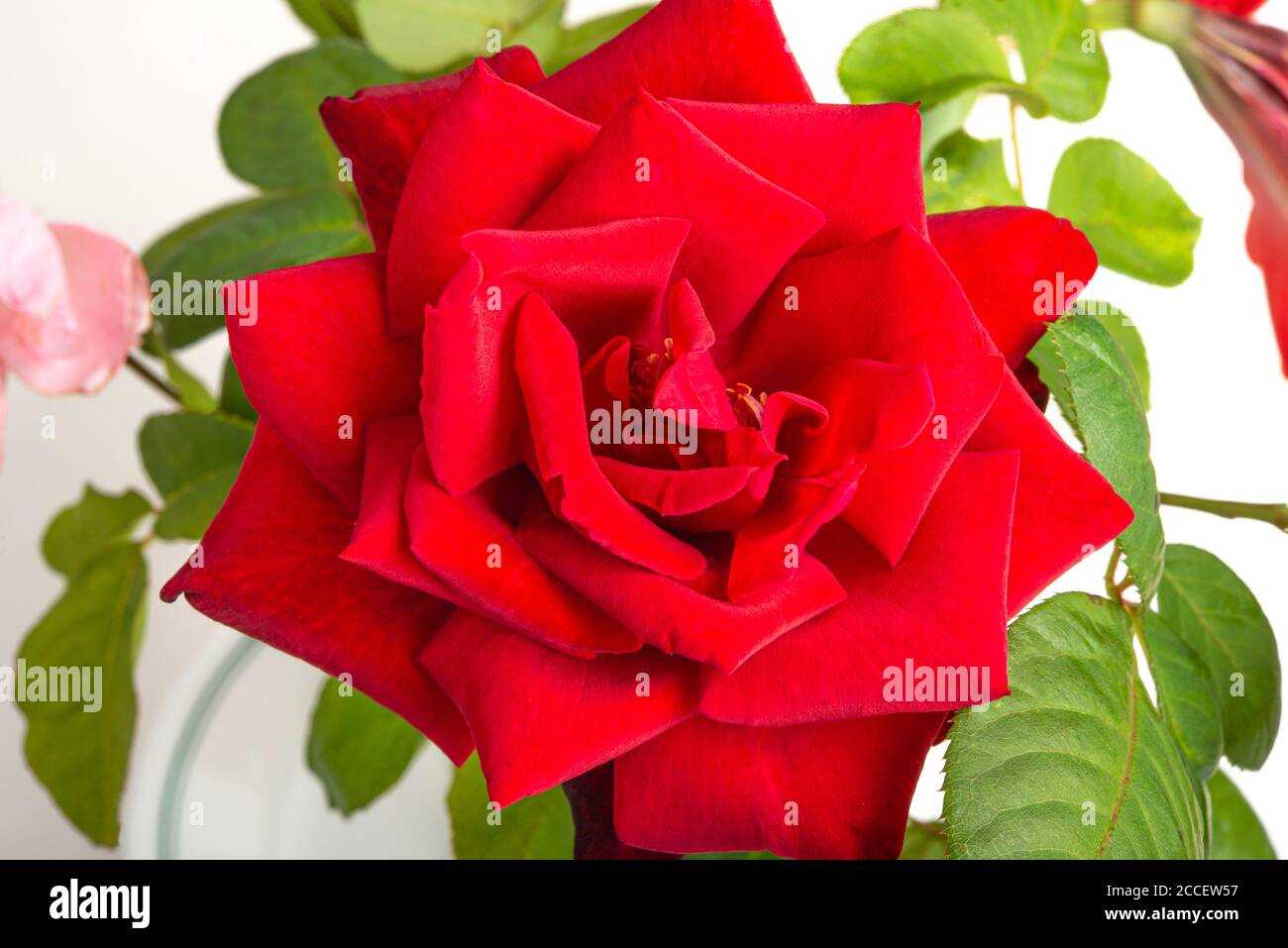 A close-up of a single red rose with velvety petals in full bloom ...