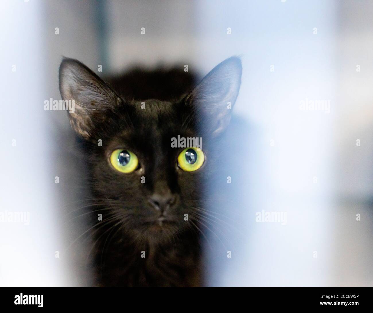 Oriental Shorthair Baby Cat High Resolution Stock Photography And Images Alamy