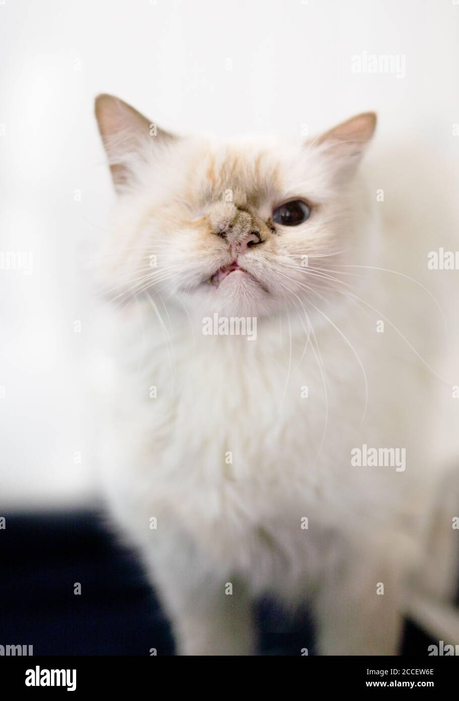One Eyed Cat Recovered from Cleft Palate Corrective Surgery Stock Photo