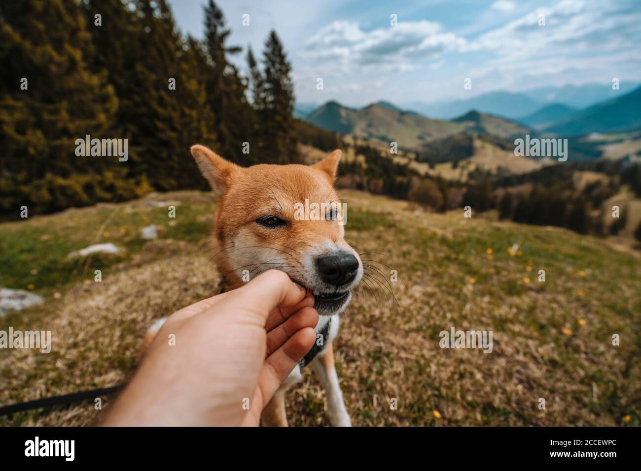 Europe, Germany, Bavaria, Bavarian Alps, Sudelfeld, Tatzelwurm, Brannenburg, Bayrischzell, shiba inu dog eating from human hand, Stock Photo