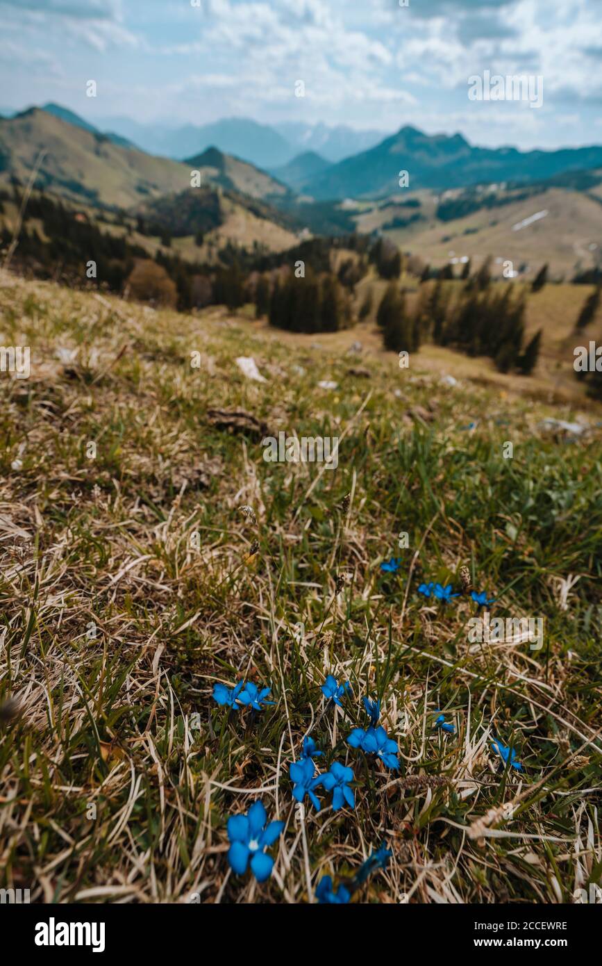 Europe, Germany, Bavaria, Bavarian Alps, Sudelfeld, Tatzelwurm, Brannenburg, Bayrischzell, Blue Enzian Flowers, Stock Photo