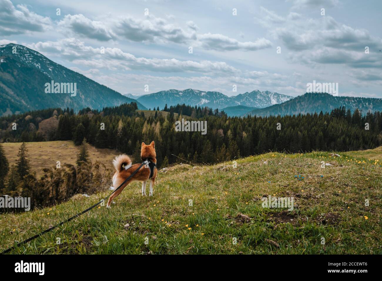 Europe, Germany, Bavaria, Bavarian Alps, Sudelfeld, Tatzelwurm, Brannenburg, Bayrischzell, Dog on Leash, Stock Photo