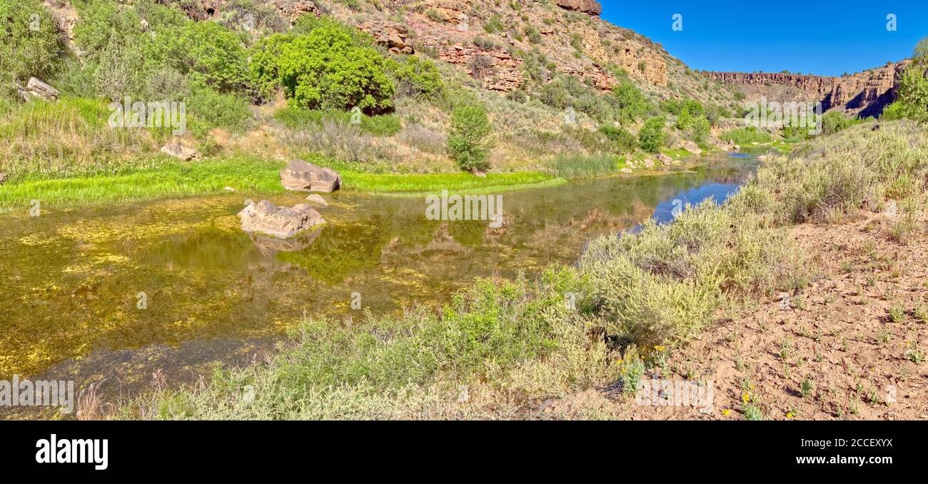 Marshy plants hires stock photography and images Alamy
