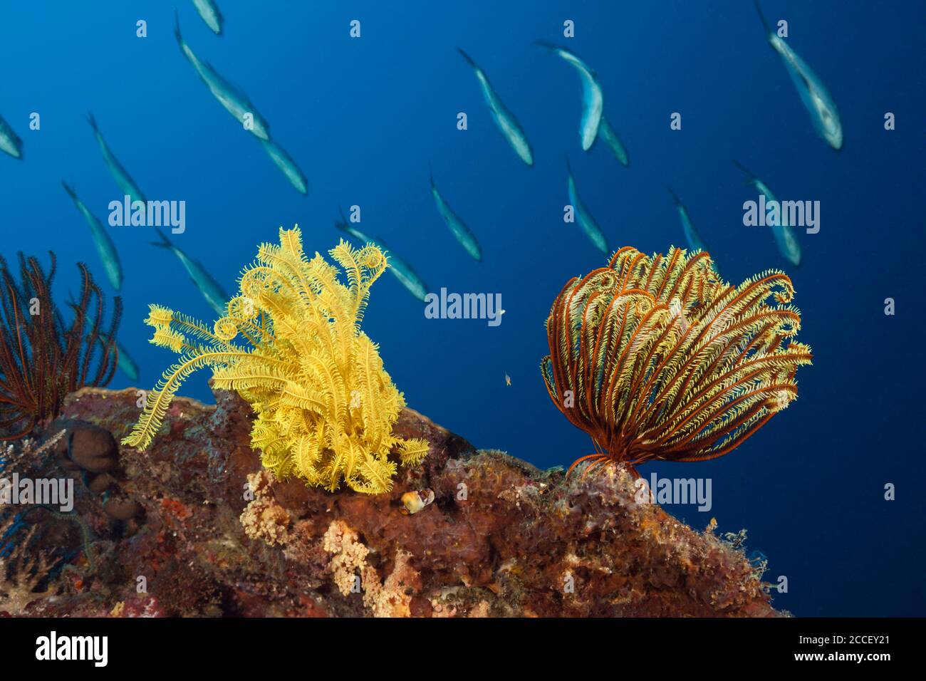 Soft Corals in Coral Reef, Dendronephthya, Kimbe Bay, New Britain, Papua New Guinea Stock Photo
