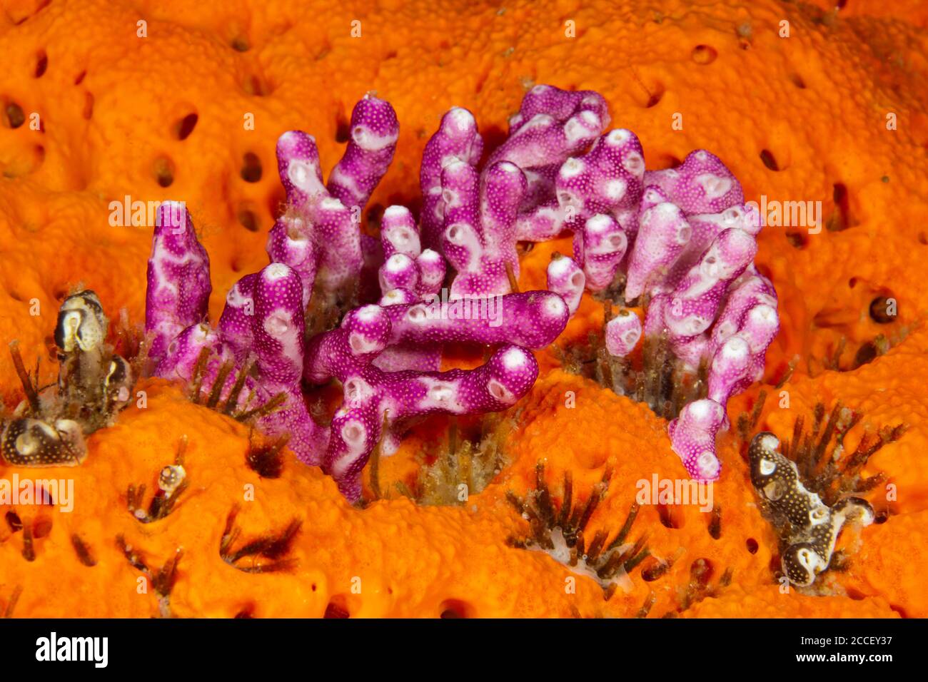 Crinoids in Coral Reef, Comanthina schlegeli, Kimbe Bay, New Britain, Papua New Guinea Stock Photo