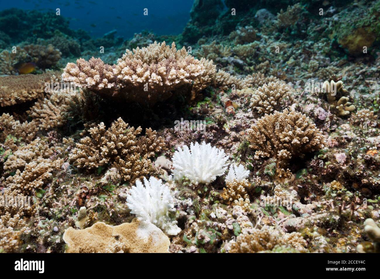Coral Bleaching, Acropora, Kimbe Bay, New Britain, Papua New Guinea Stock Photo