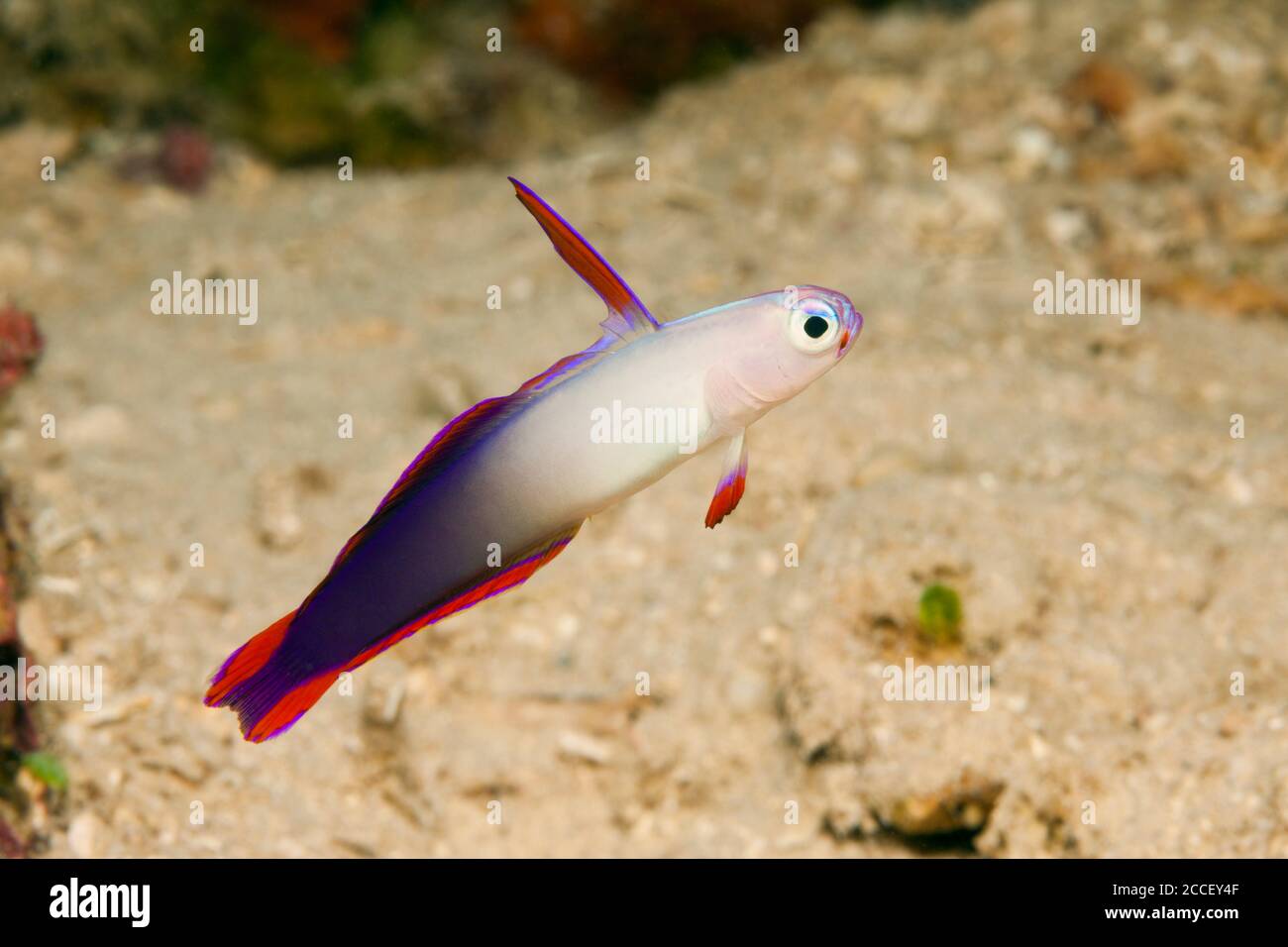 Two-colour Dottyback, Pseudochromis paccagnellae, Kimbe Bay, New Britain, Papua New Guinea Stock Photo