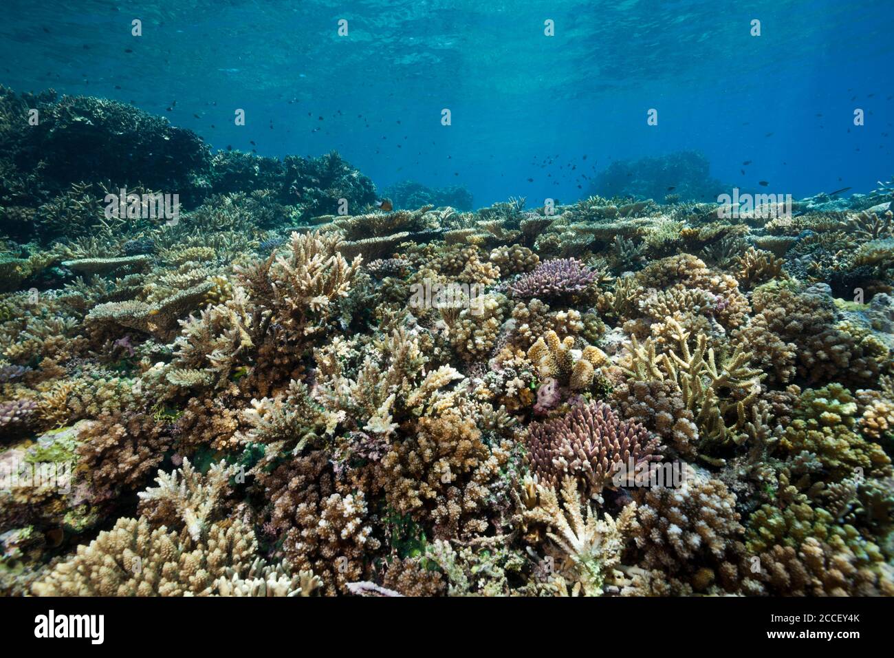 Healthy Hard Coral Reef, Acropora, Kimbe Bay, New Britain, Papua New Guinea Stock Photo