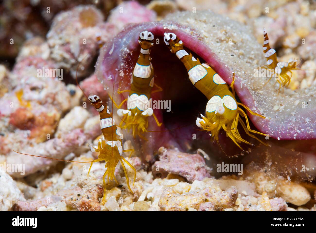 Commensal Shrimp in Sea anemone, Periclimenes kororensis, Kimbe Bay, New Britain, Papua New Guinea Stock Photo