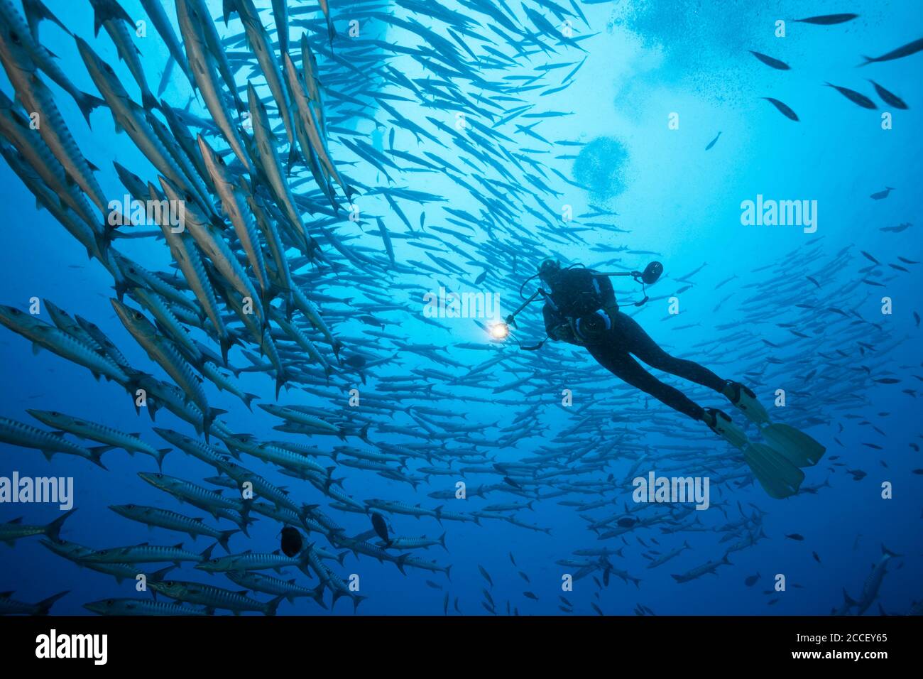 Shoal of Blackfin Barracuda, Sphyraena qenie, Kimbe Bay, New Britain, Papua New Guinea Stock Photo