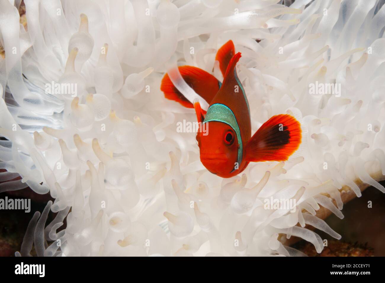 Pink anemonefish in Sea anemone, Amphiprion perideraion, Kimbe Bay, New Britain, Papua New Guinea Stock Photo