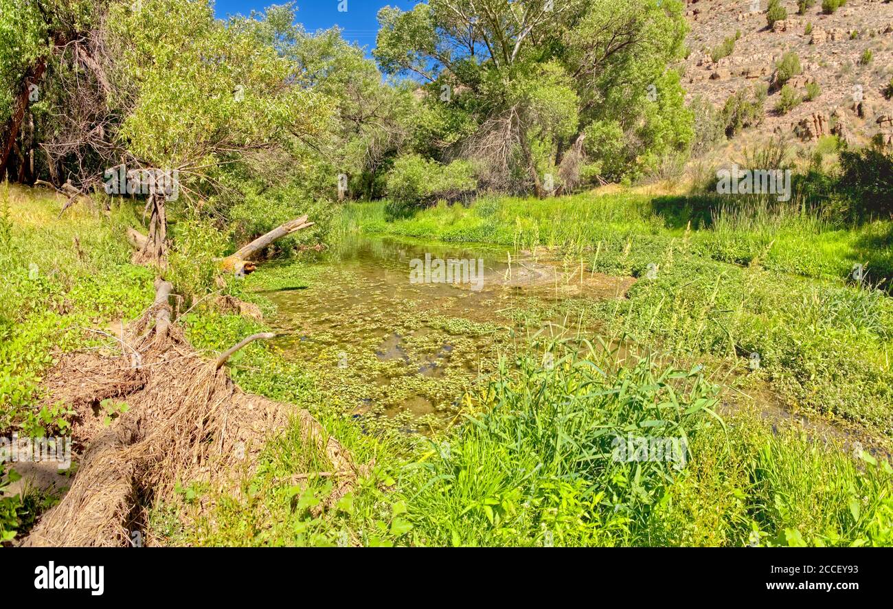 An area of the Upper Verde River Wildlife Area in Arizona that is a heavily vegetated wetland. Stock Photo