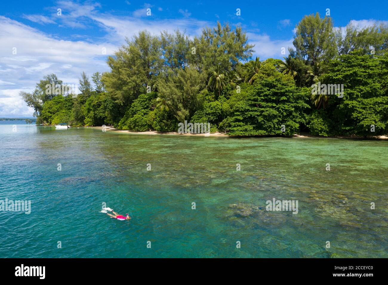 Hawksbill Turtle hatchling paddles away from shore, Eretmochelys imbricata, New Ireland, Papua New Guinea Stock Photo