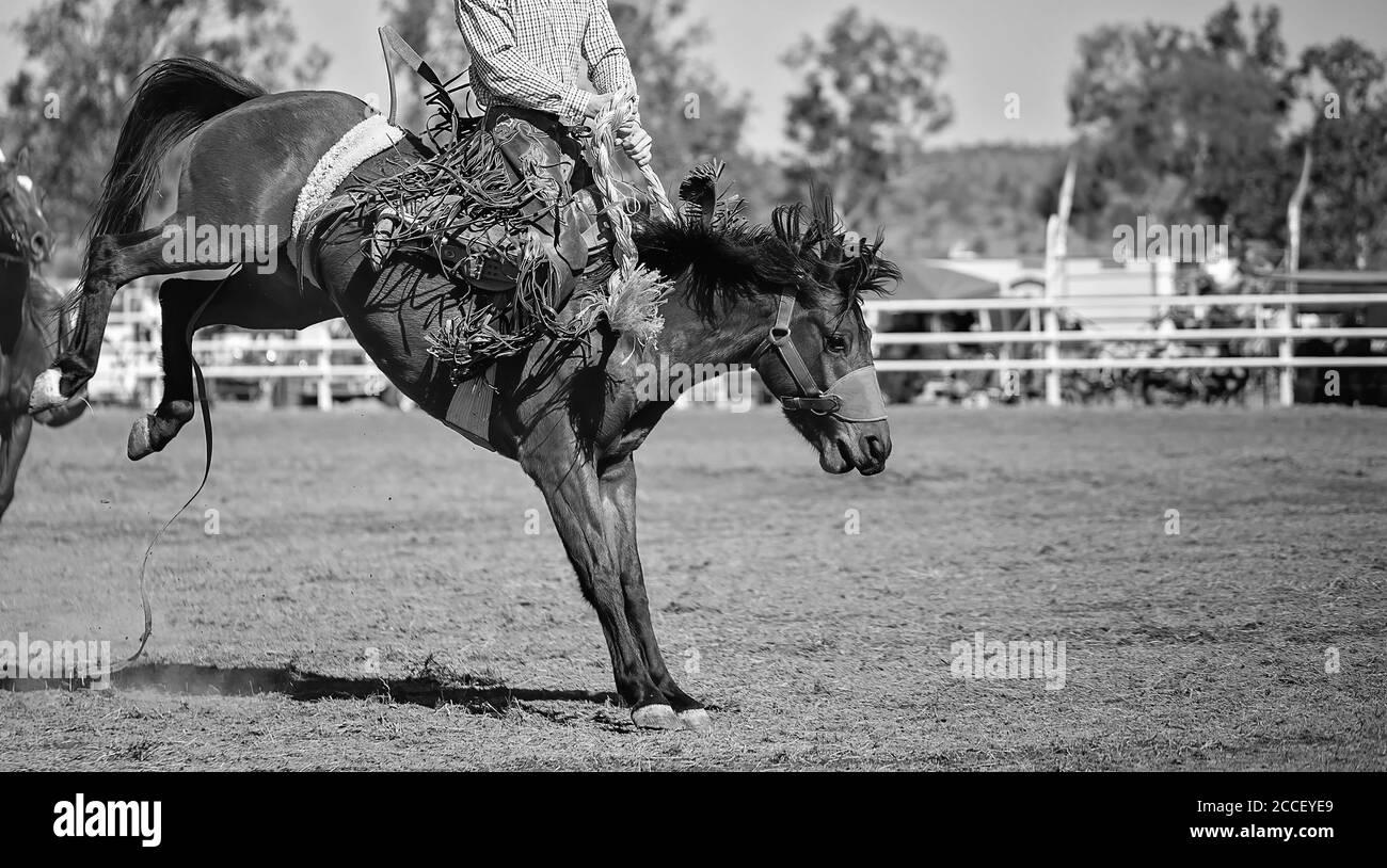 Cowboy competing in saddle bronc event at a country rodeo Stock Photo