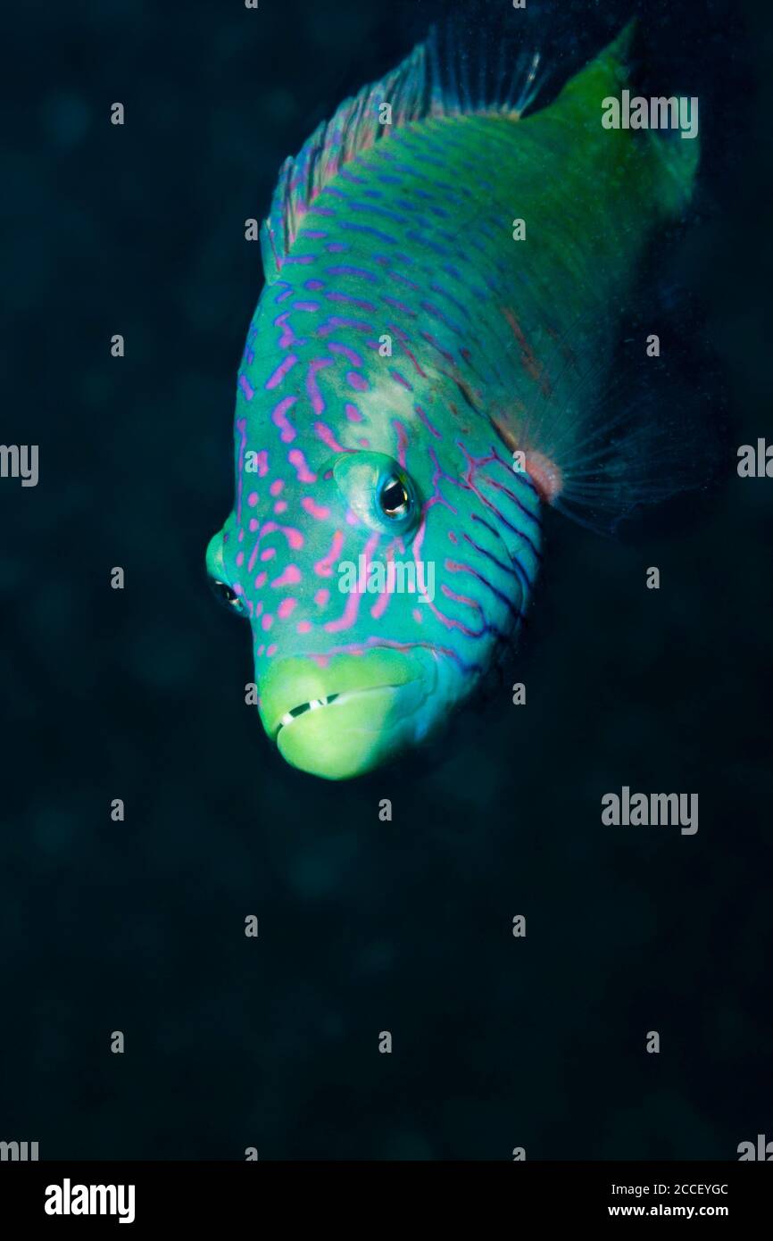 Scuba Diver over Coral Reef, New Ireland, Papua New Guinea Stock Photo