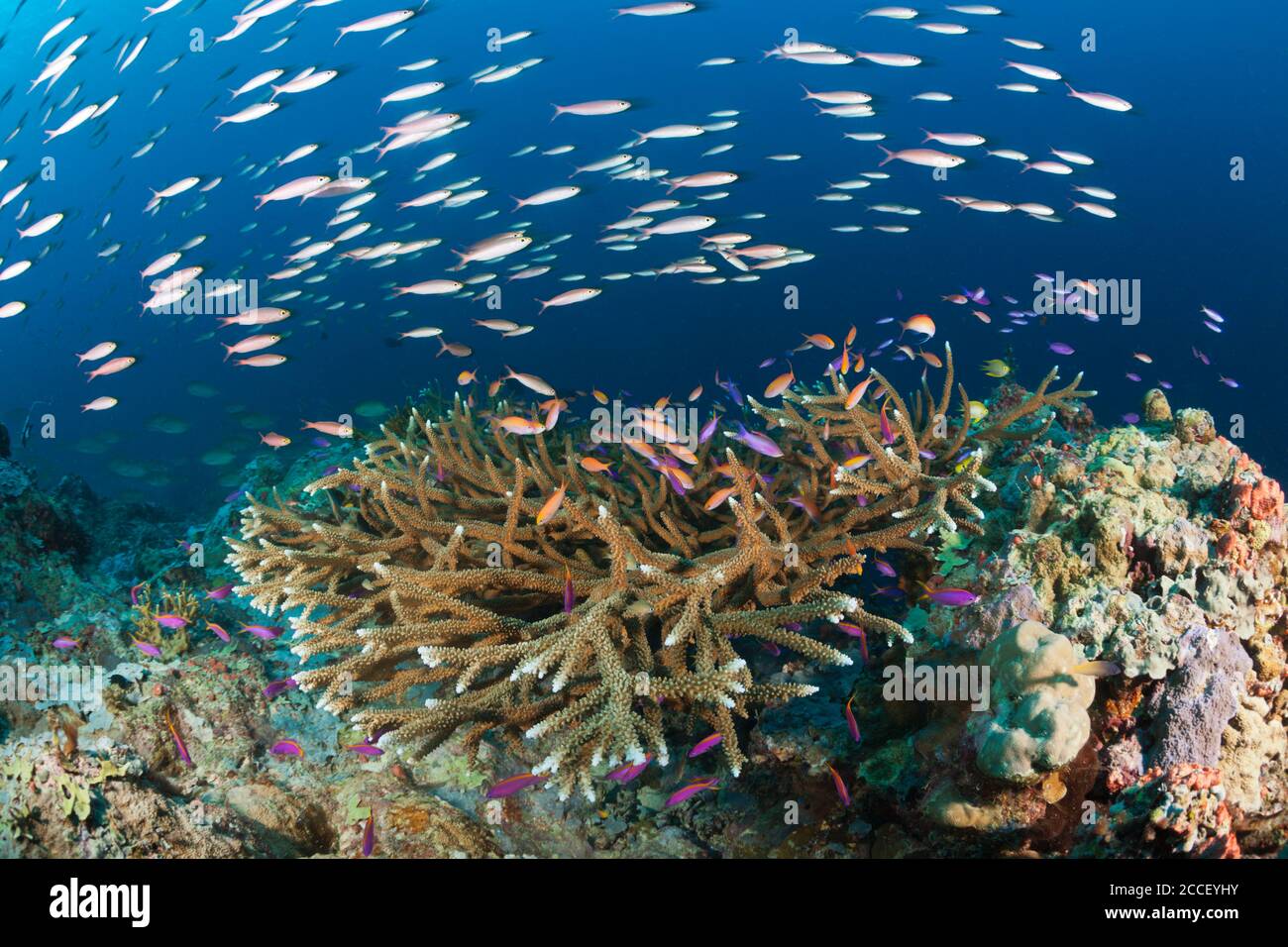 Anthias over Coral Reef, Anthias sp., New Ireland, Papua New Guinea Stock Photo
