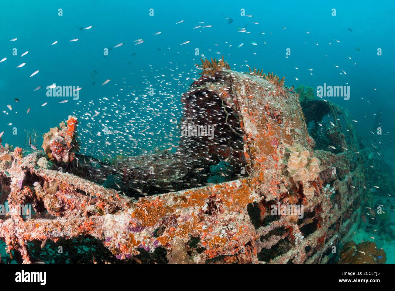 Scuba Diver over Coral Reef, New Ireland, Papua New Guinea Stock Photo