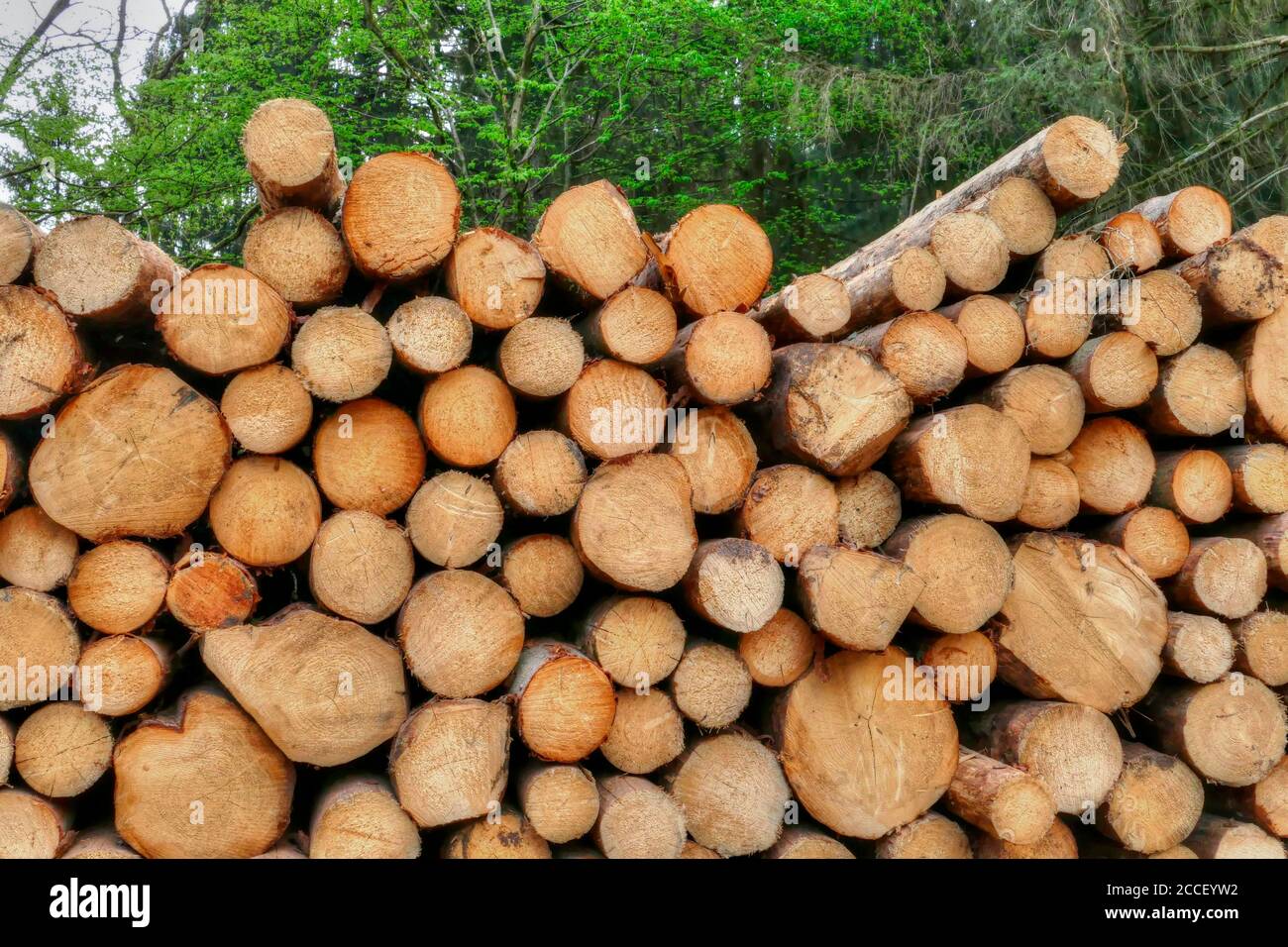 Holzstapel, Kastel-Staadt, Rhineland-Palatinate, Germany Stock Photo