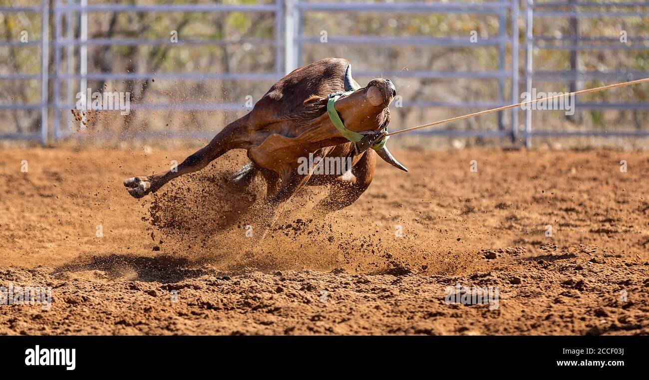 Calf being lassoed in a team calf roping event by cowboys at a country ...