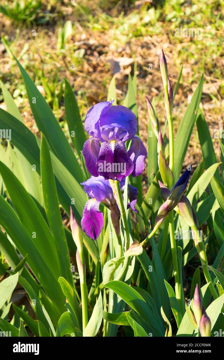 Granada (Spain), Alhambra, garden, lily Stock Photo Alamy