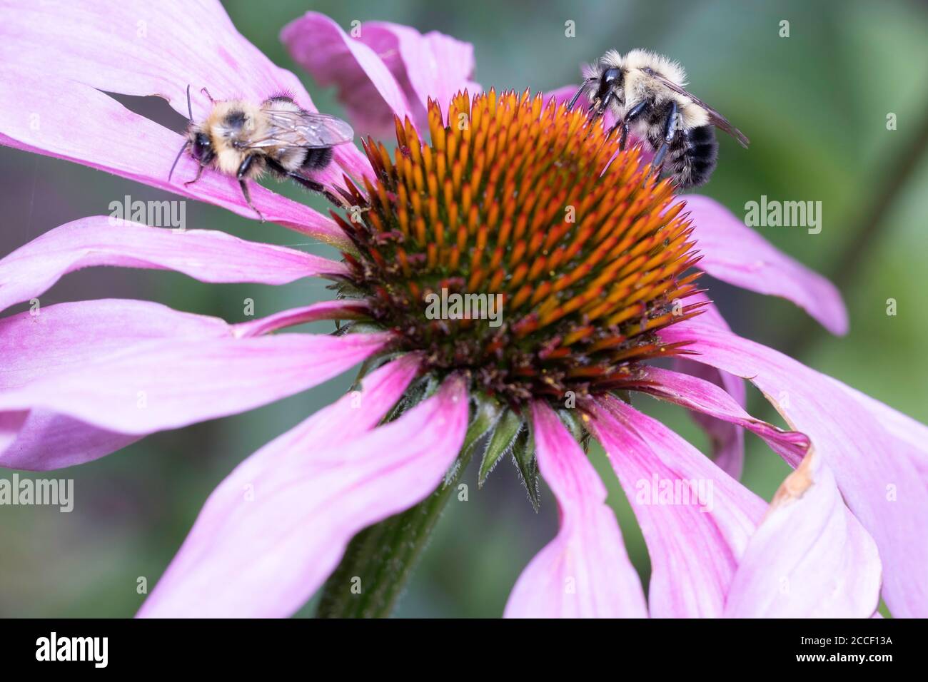 Bumblebees gathering nectar on a cone flower in late summer. Stock Photo