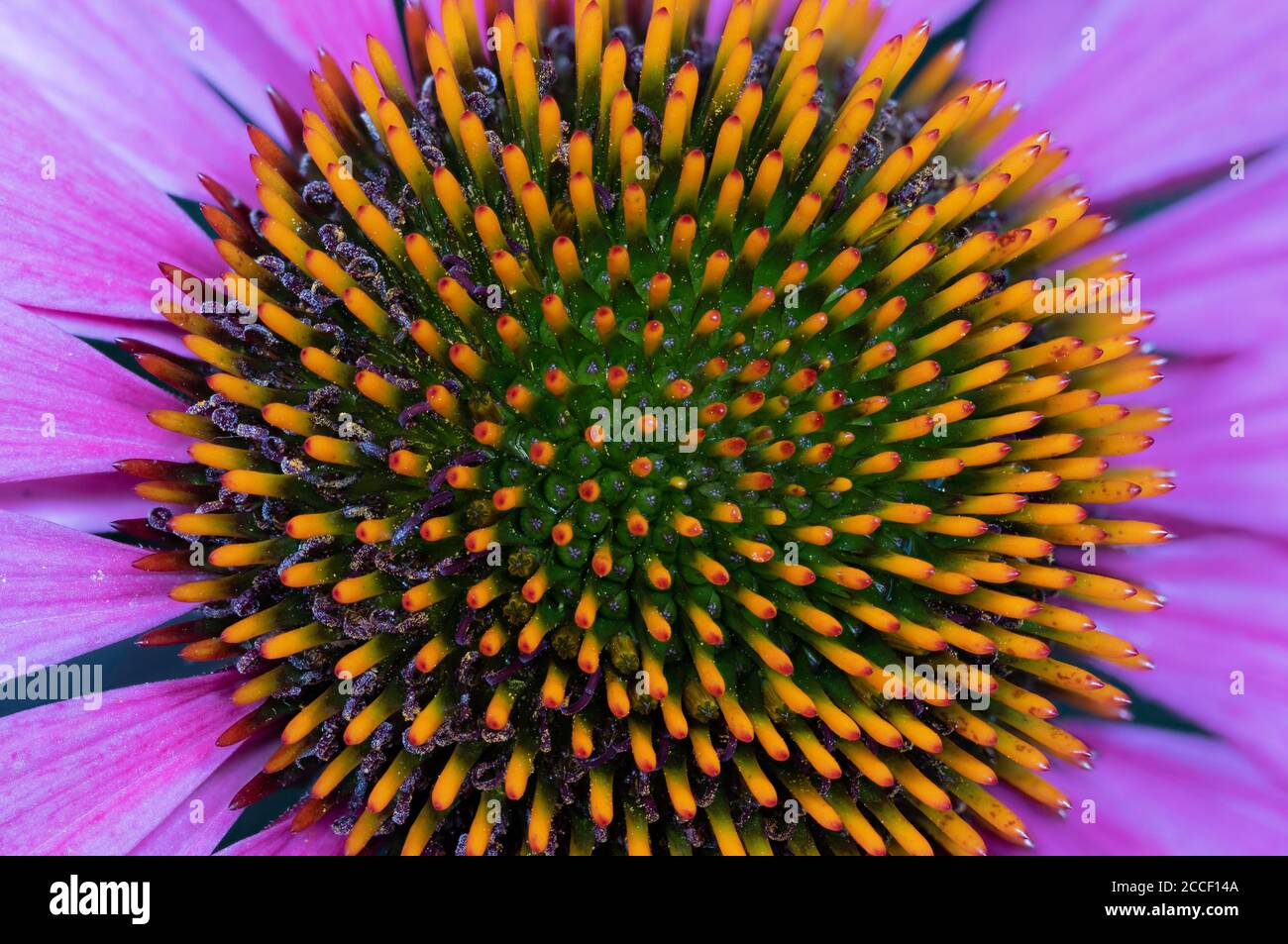 A cone flower in bloom in late summer. Stock Photo