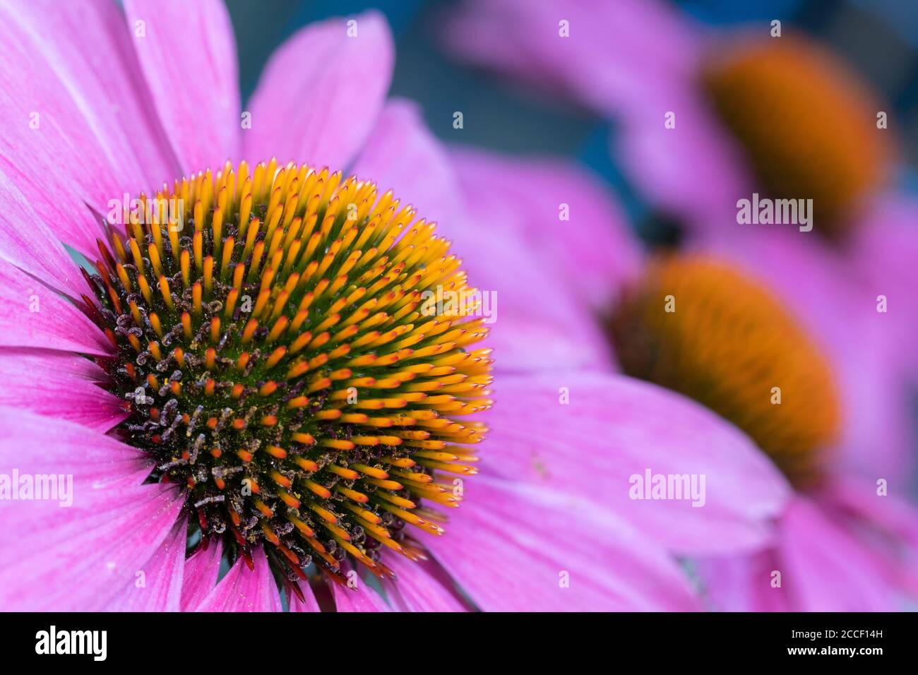 Cone flowers in bloom in Alberta, Canada in late summer. Stock Photo