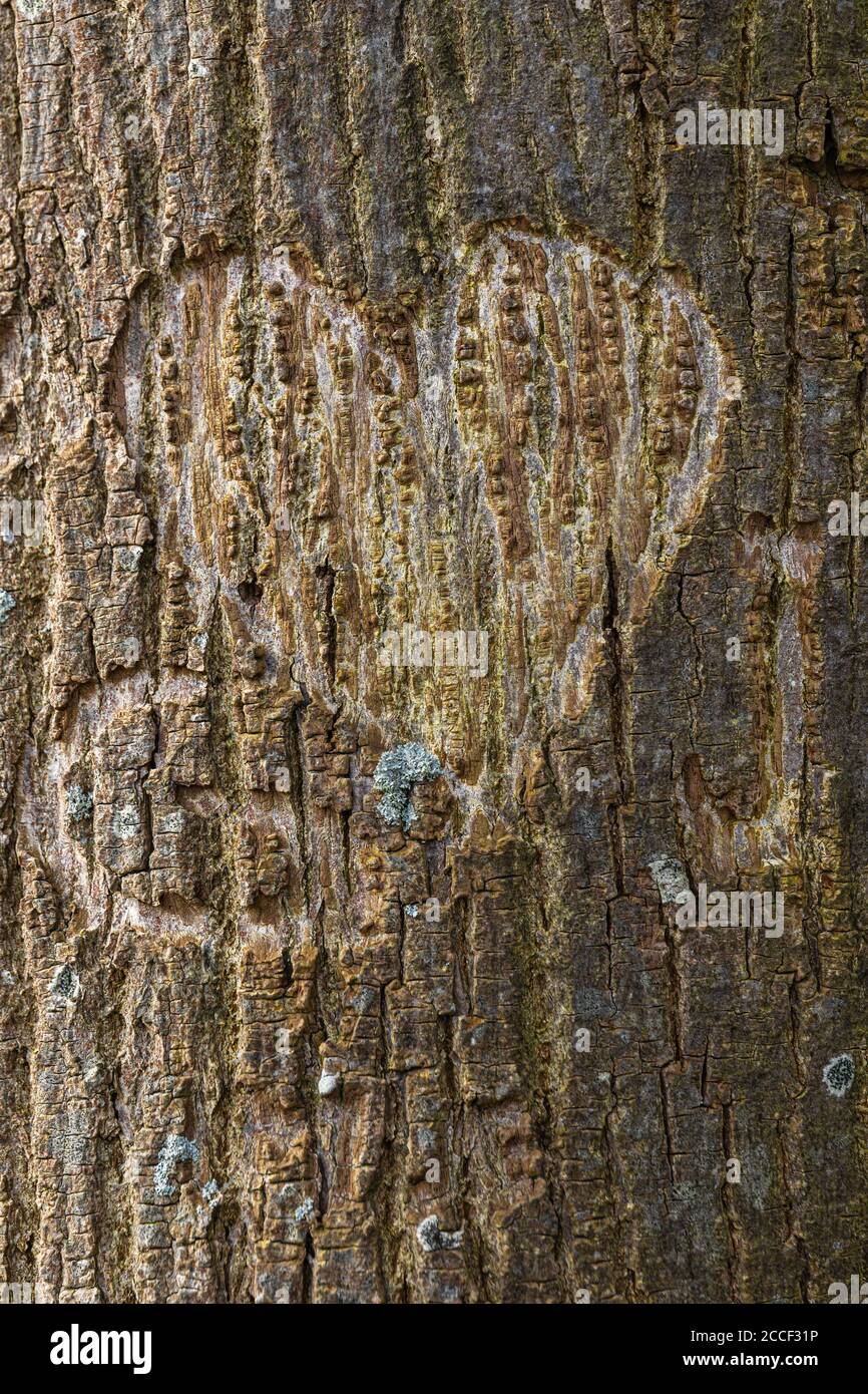 Heart and initials carved in a tree trunk Stock Photo