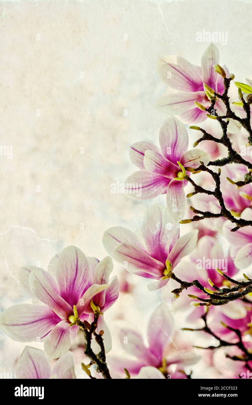 Magnolia, bloom, blooming Stock Photo