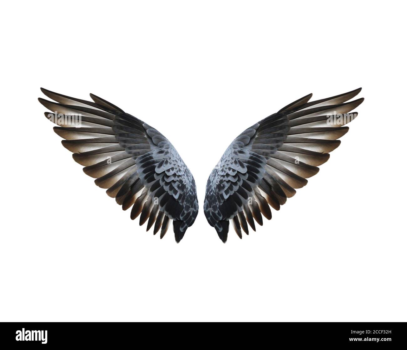 Bird wings isolated on white background Stock Photo - Alamy