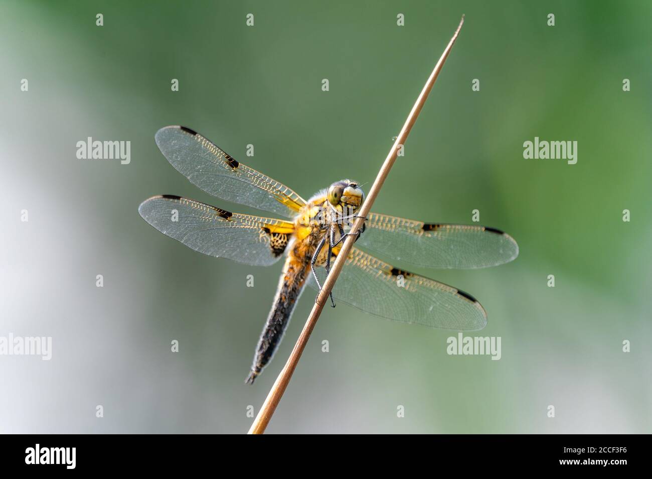 Four-spotted chaser (Libellula quadrimaculata) dragonfly on blades of grass, nice close-up with details. Stock Photo