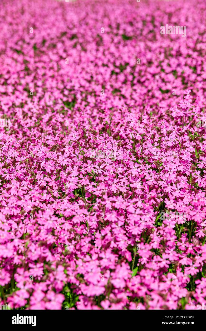 Pink carnations, background, pattern Stock Photo