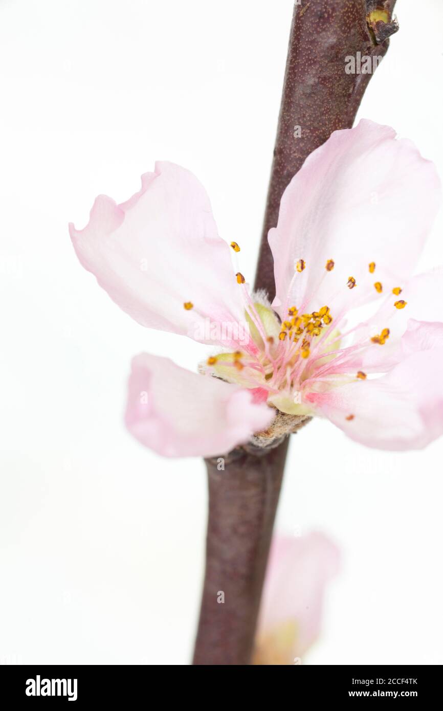 Cherry blossom branch Stock Photo Alamy
