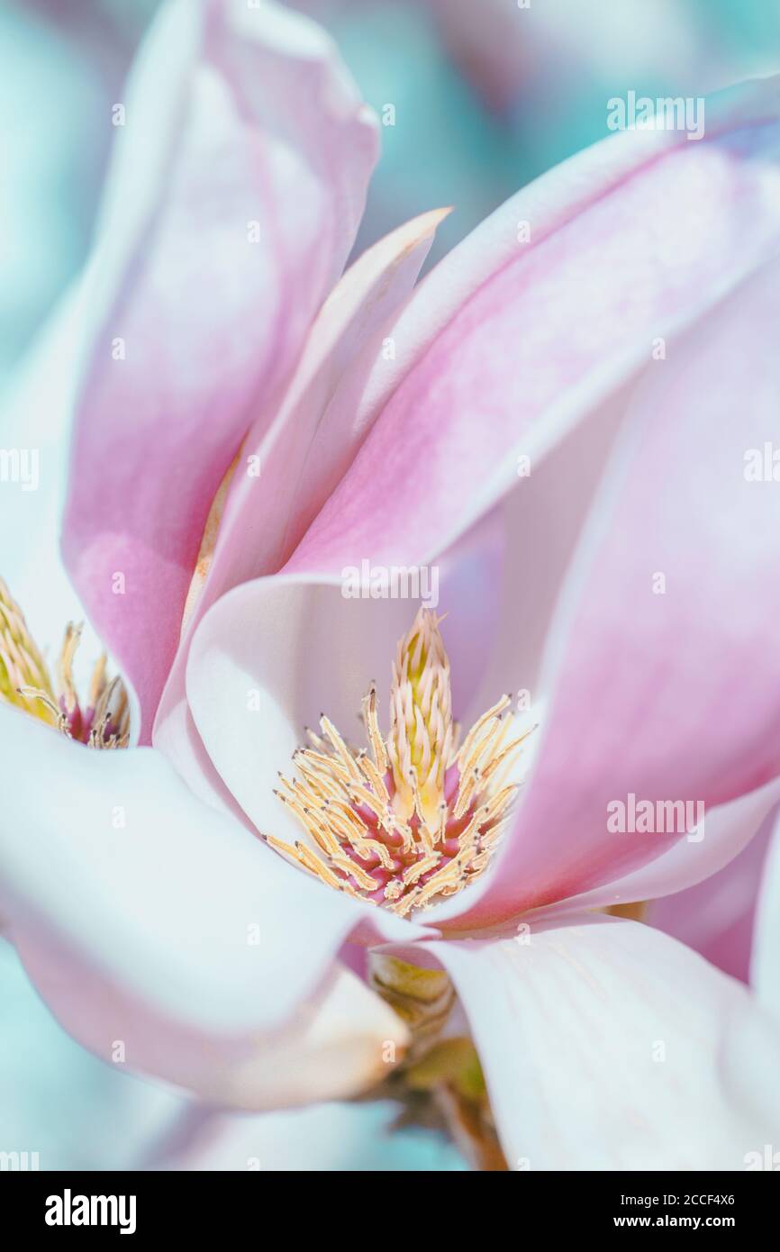 Flowers of magnolia Stock Photo - Alamy