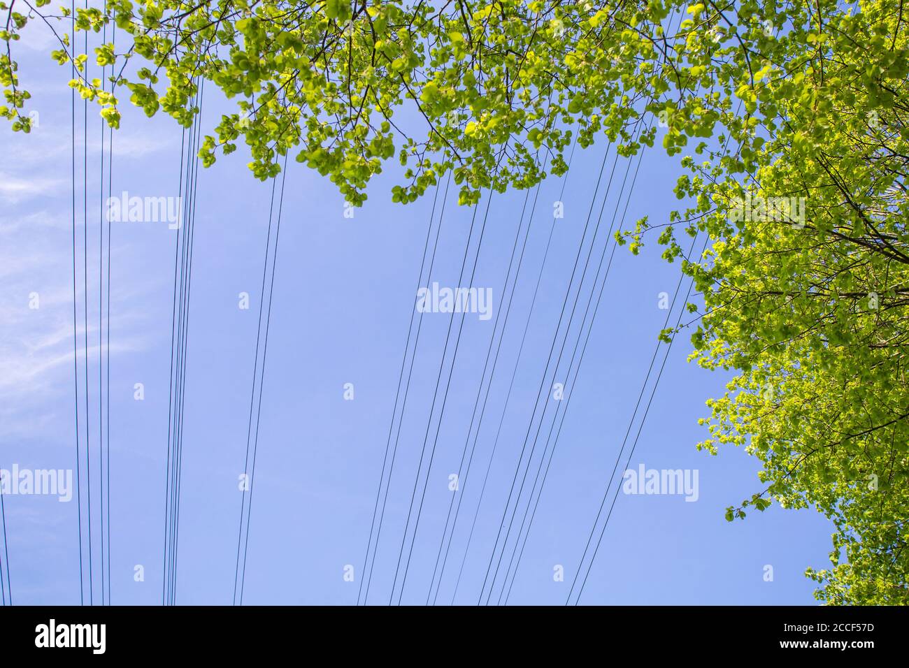 Power lines from overhead lines and foliage from a tree in spring Stock Photo