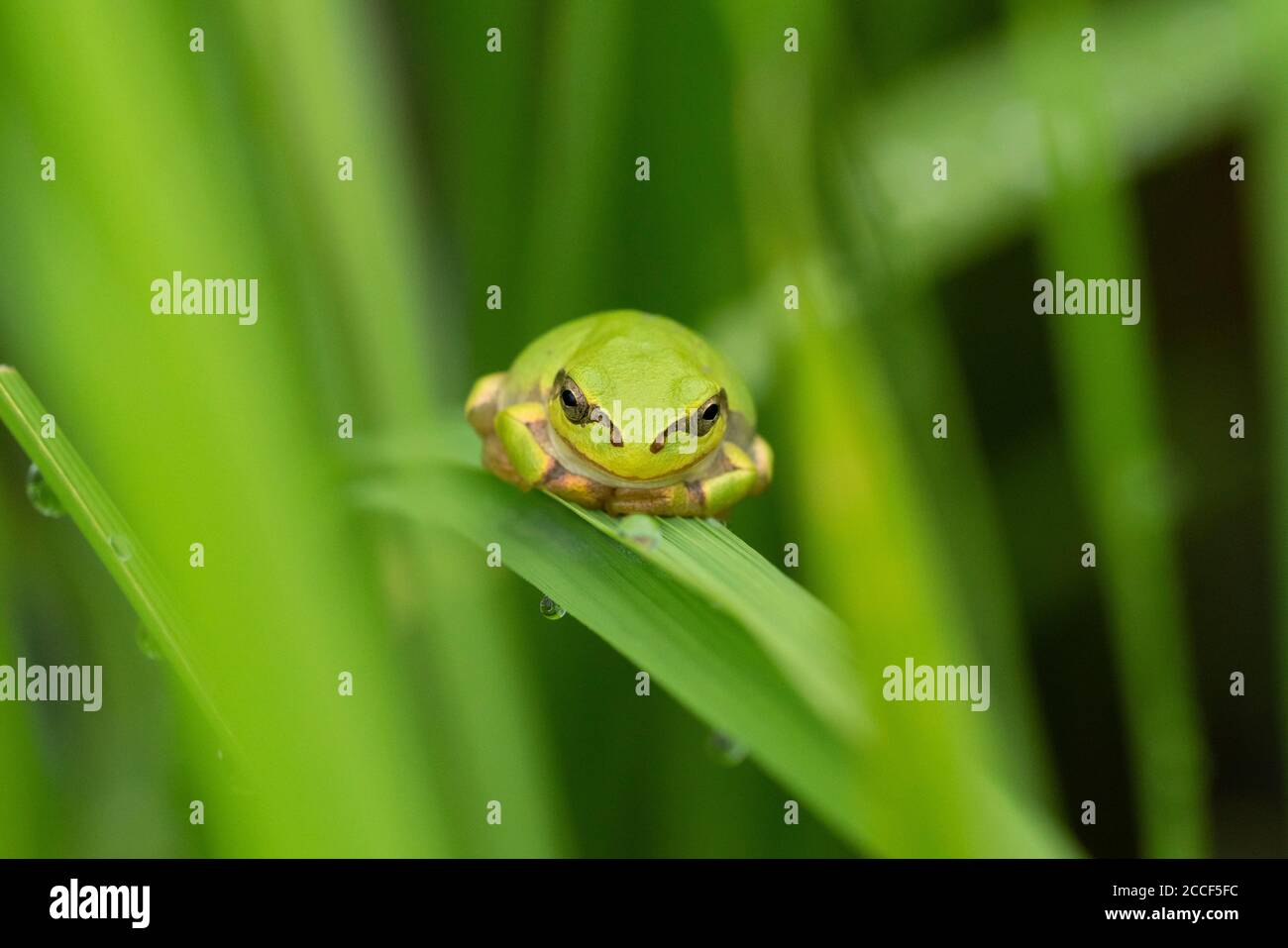 Japanese Rice Frog Japanese tree frog (Dryophytes japonicus), on rice plant, Isehara City ...