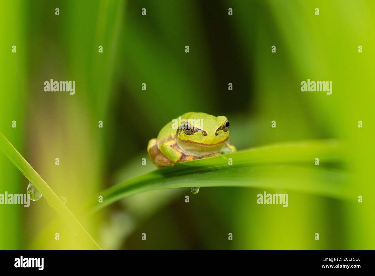 Japanese Rice Frog Dryophytes japonicus hi-res stock photography and images - Alamy