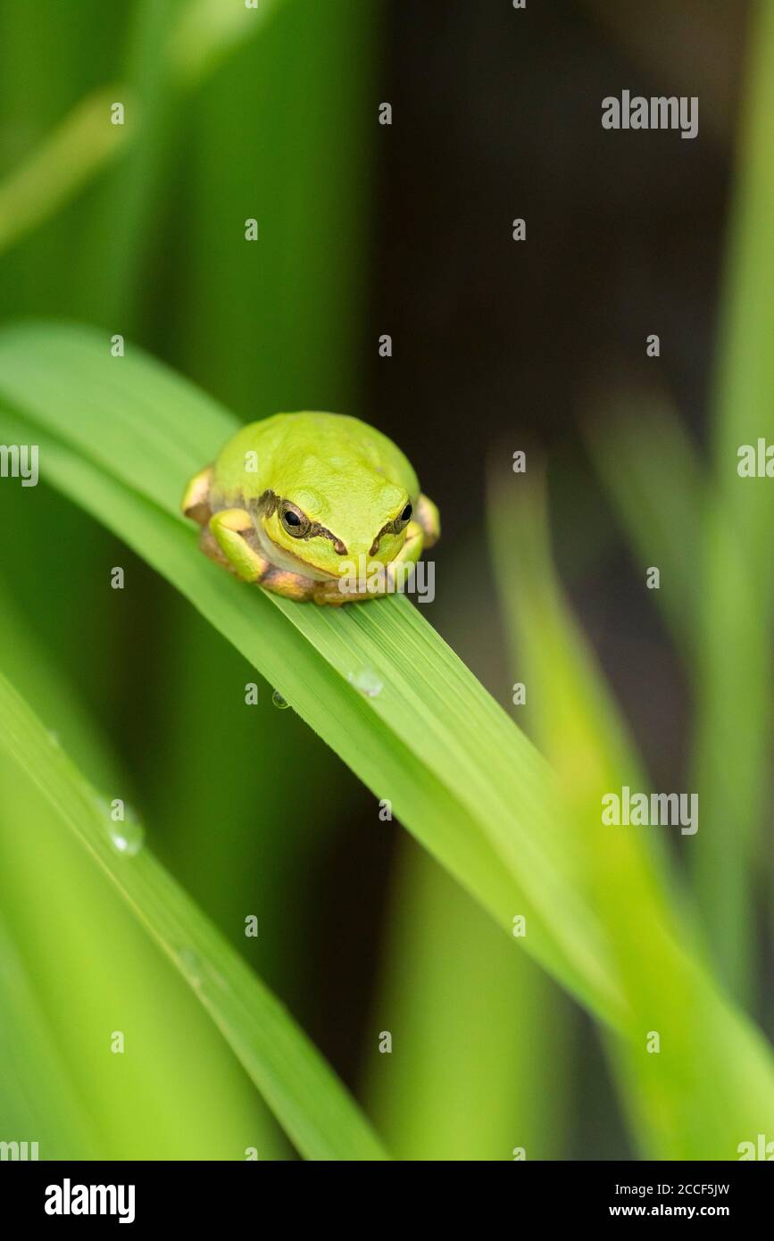 Japanese Rice Frog Japanese tree frog (Dryophytes japonicus), on rice plant, Isehara City ...