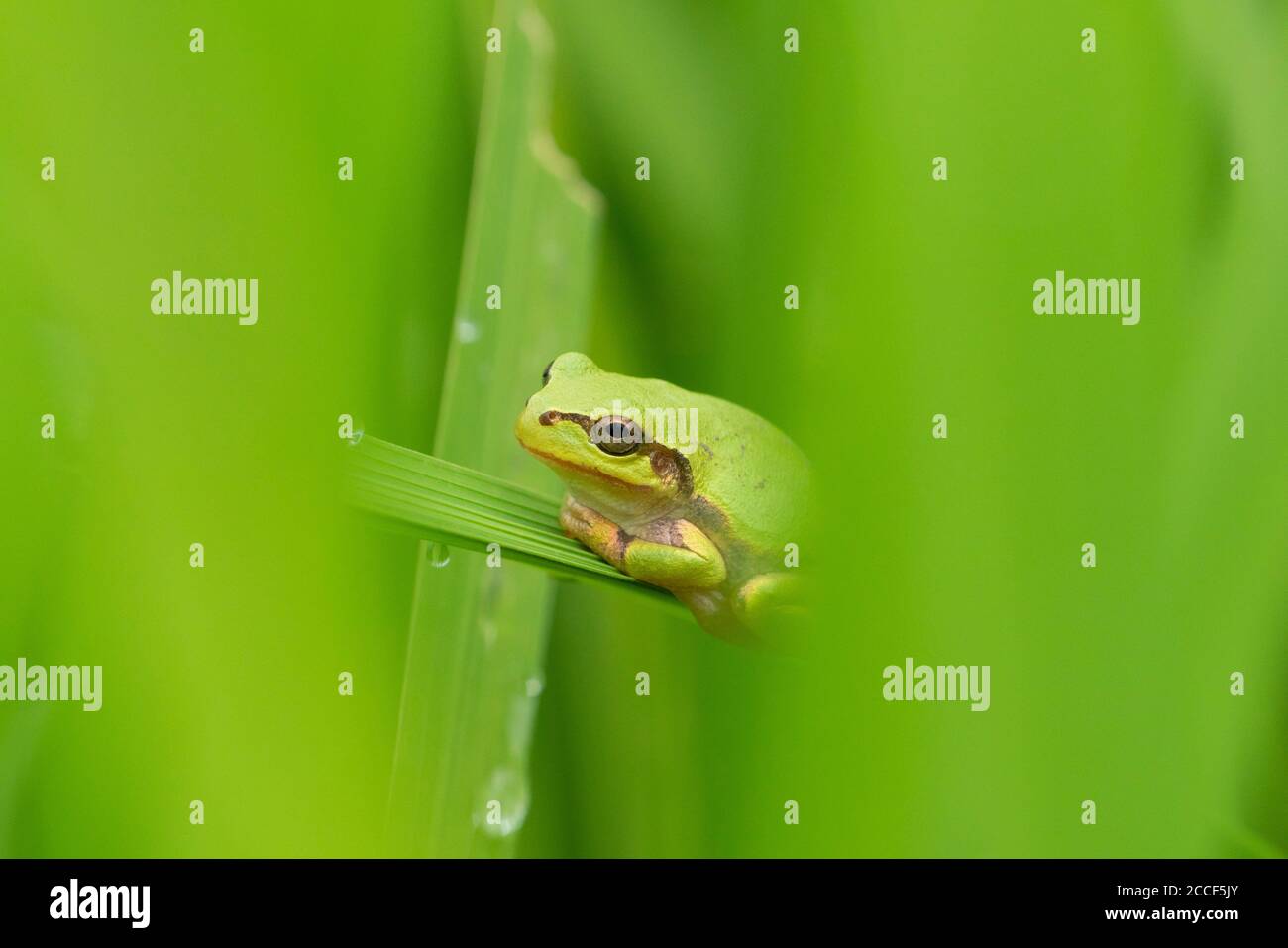 Japanese Rice Frog Japanese tree frog (Dryophytes japonicus), on rice plant, Isehara City ...