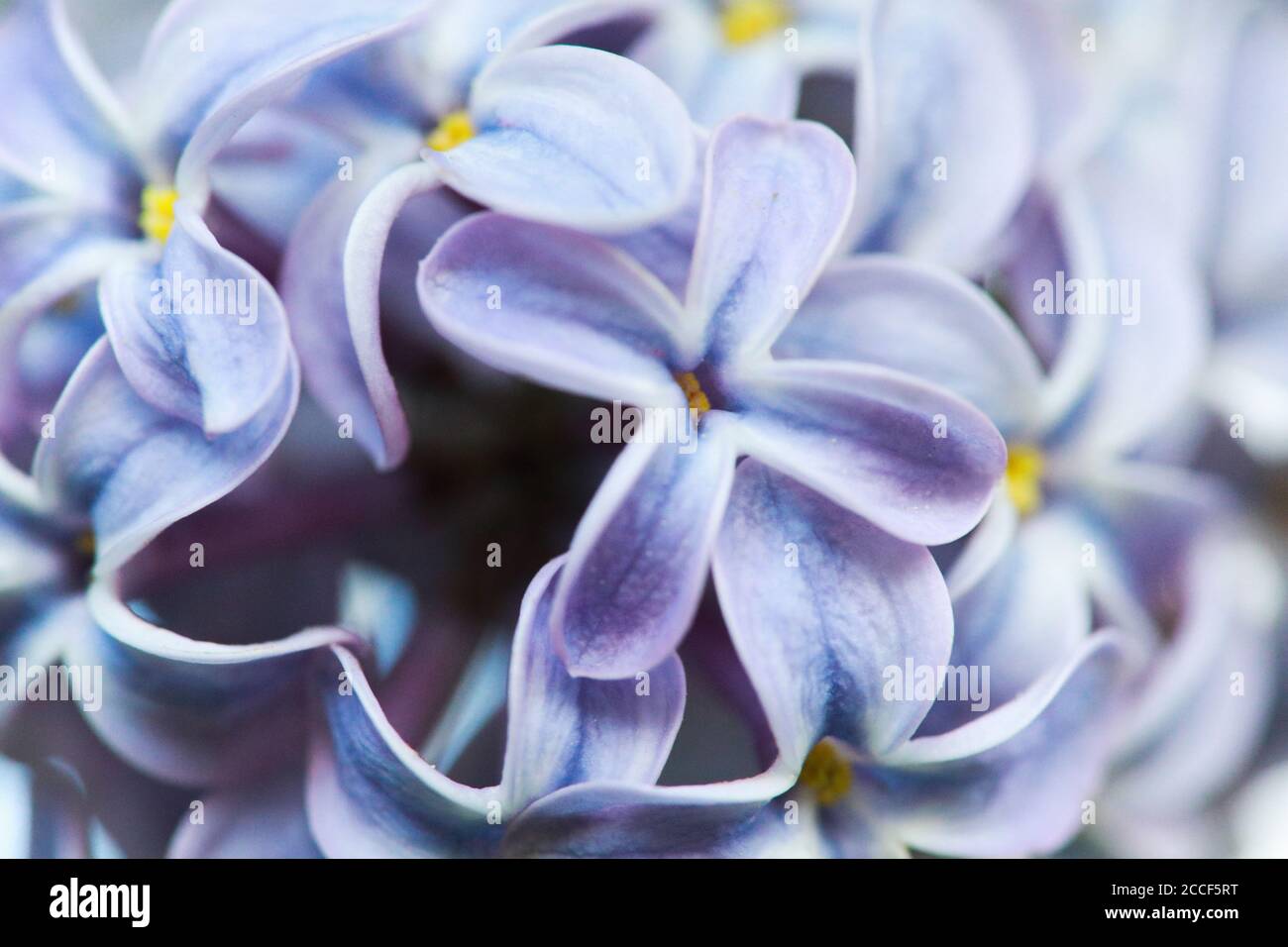 Pale Lilac Blue Flowers High Resolution Stock Photography And Images Alamy