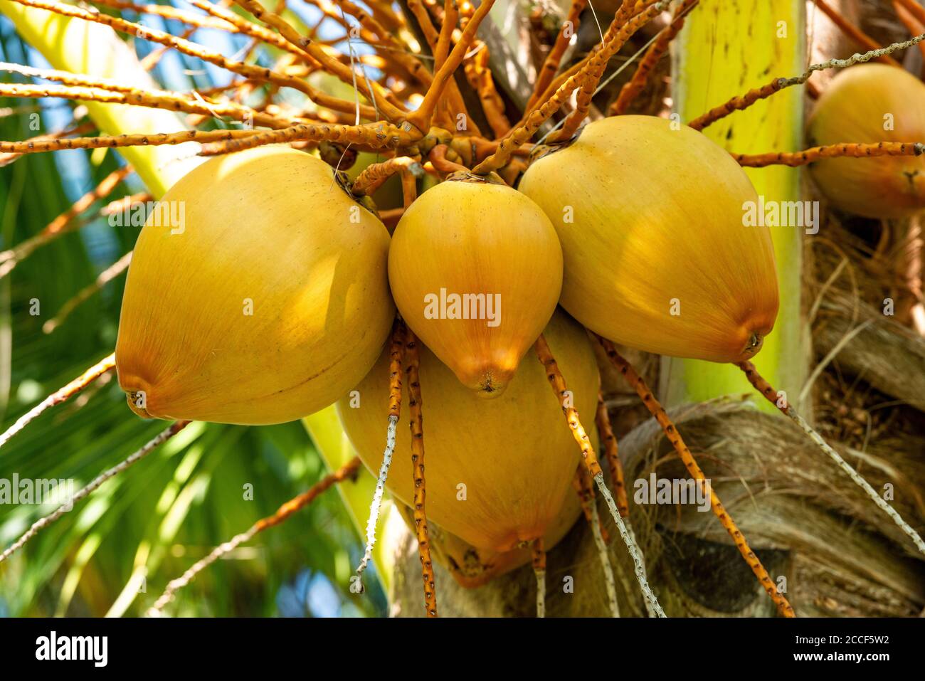 Coconuts in sunlight, Cuba, Varadero, Caribbean, Cocos nucifera Stock Photo