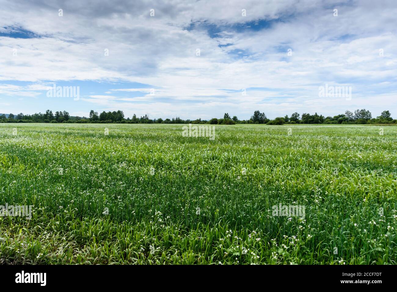 Green field with cloudy sky and forest in background Stock Photo - Alamy